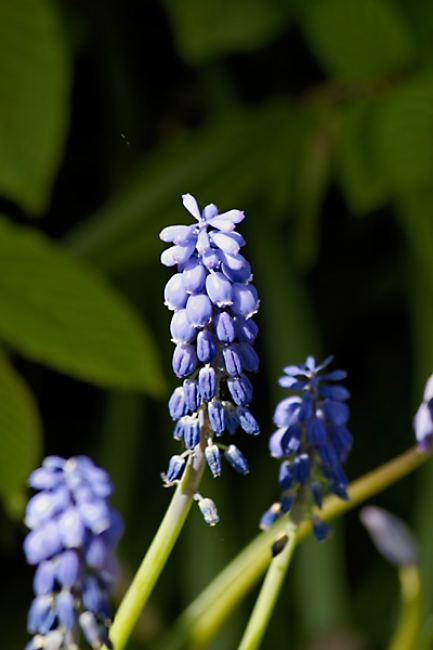 Jardin des Impressionnistes-031